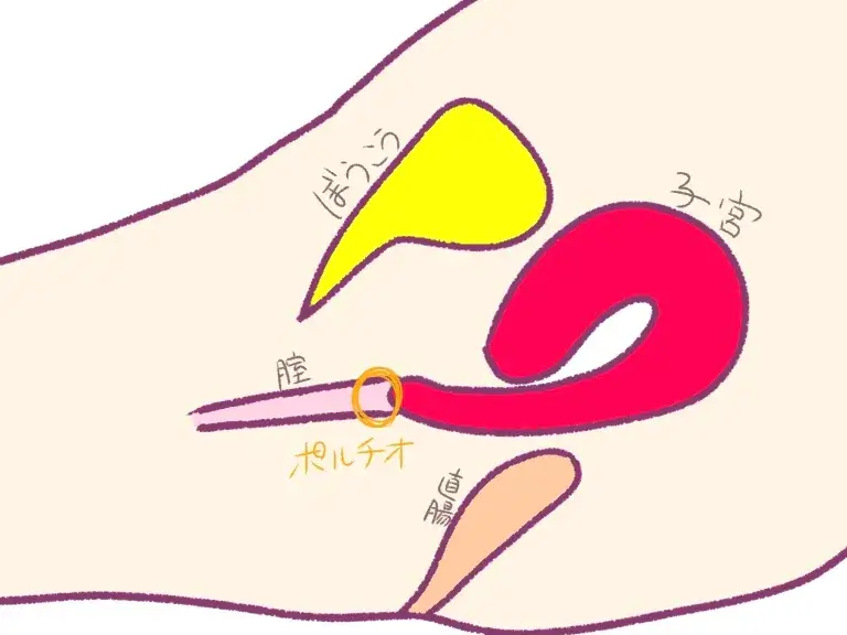 ポルチオとは？どういう器官なの？